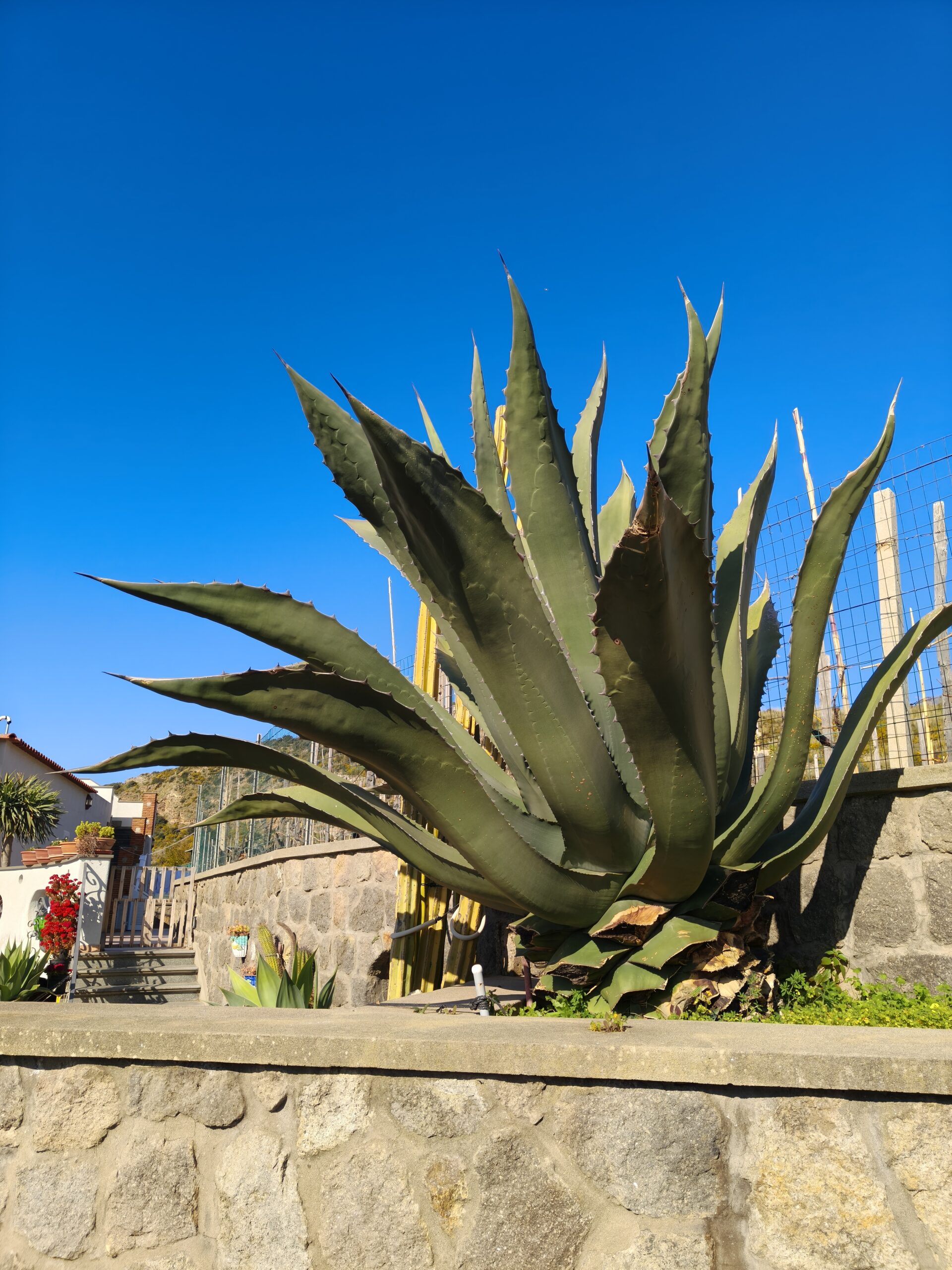 Salutări din Ischia 9371 Scaled