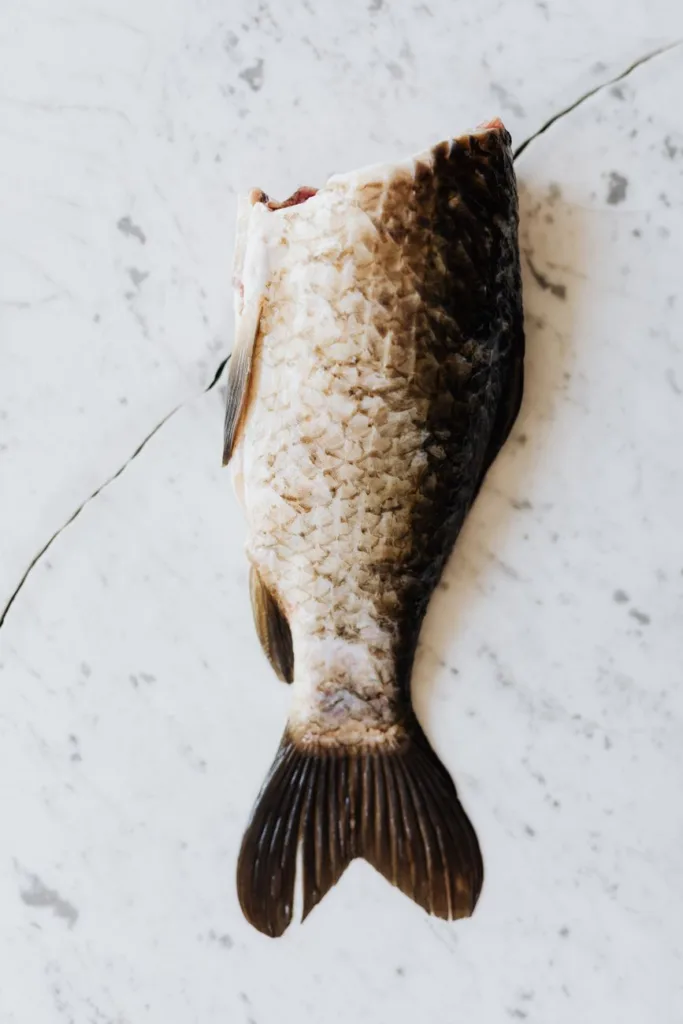 white and brown fish on white surface