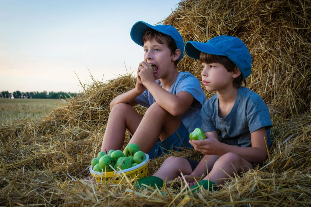 two boys sitting on a haystack while eating green mango