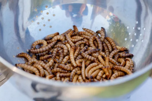 worms on a stainless bowl