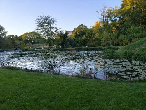 lacul nuferilor