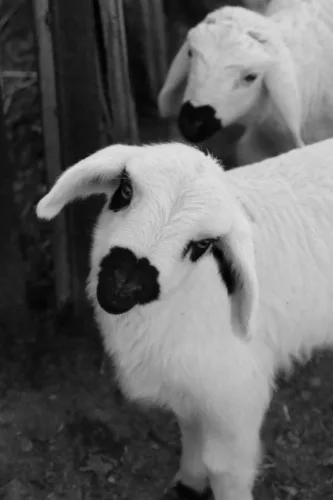 white and black sheep in grayscale photography