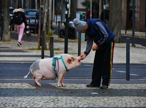 man feeding pet pig on lisbon street