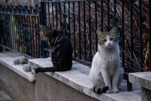 two cats sitting on a stone wall in alleyway